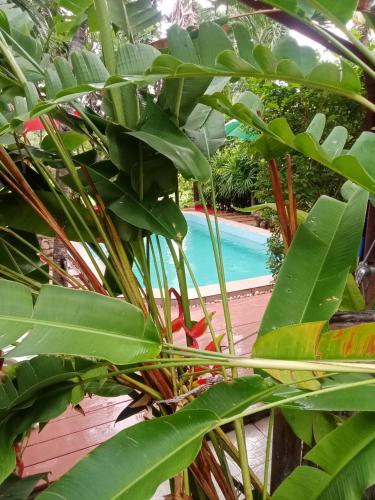 a pool with a bunch of plants around it at Saku Boutique Homestay in Saraphi