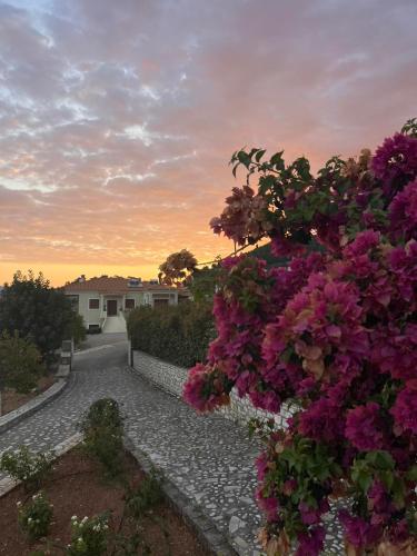 a garden with pink flowers on the side of a road at Villa Myrto in Kyparissia