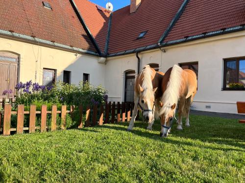 two horses grazing in the grass in front of a house at Dvůr Nové Zámky in Mladeč