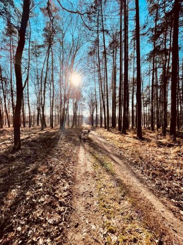 a dirt road in a forest with the sun in the background at Dvůr Nové Zámky in Mladeč