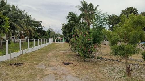 a row of trees in a yard next to a fence at French House 2 in Moalboal