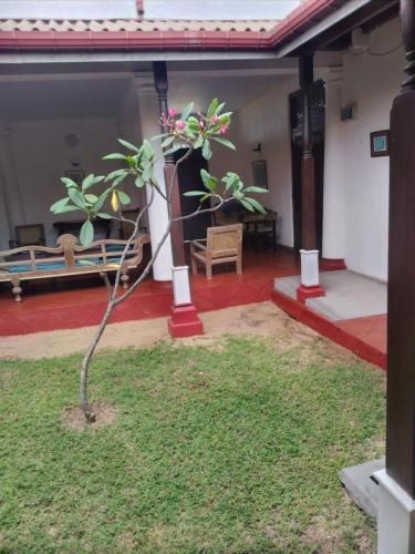 a small tree in the yard of a house at Olivia Bungalow in Wattala