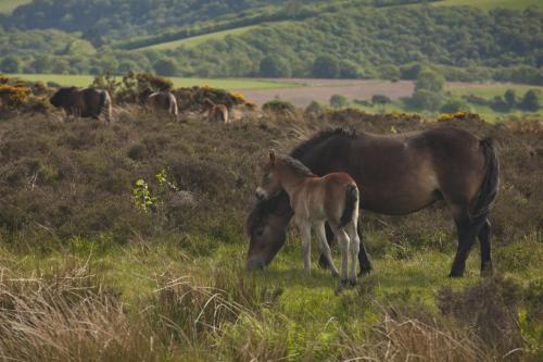 a horse and a baby horse standing in a field at 2 Lower Spire in Dulverton