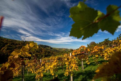 a bunch of grapes in a vineyard in the fall at Moor-Rosl Apartmenthotel in Gamlitz