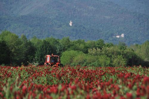 a red truck in a field of red flowers at Affittacamere Valnascosta in Faedis