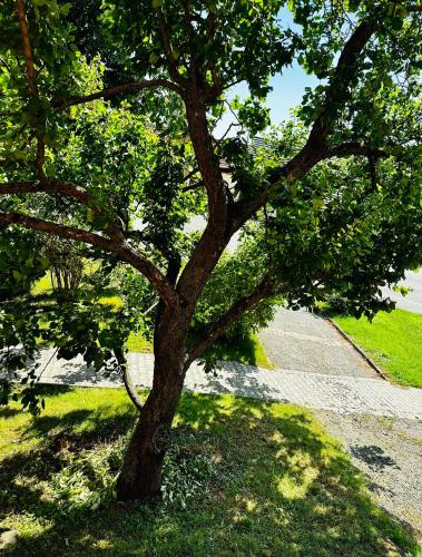 Taman di luar Malý penzion U Meruňky