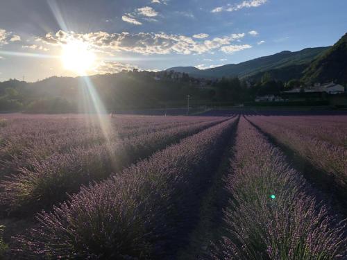a field of lavender with the sun in the background at Gîtes de La Condamine in Curbans