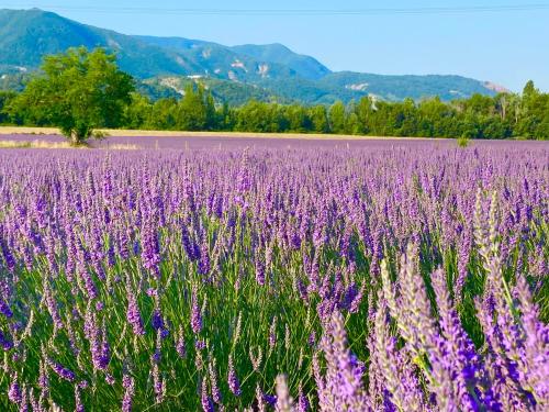 un champ de fleurs violettes avec des montagnes en arrière-plan dans l'établissement Gîtes de La Condamine, à Curbans