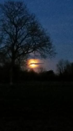 a silhouette of a tree with a sunset in the background at The Delkin Shepherds Huts Castle Combe in Castle Combe