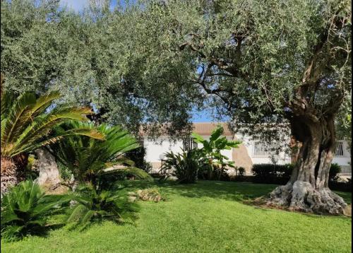 a large tree in a yard with green grass at Villa Antonella in Augusta