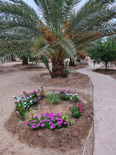 a garden with a palm tree and some flowers at Almazham hotel room resort in AlUla