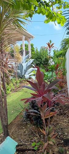 a garden with many different plants and a gazebo at Villa Bô Soley, côté Plages et Volcan in Le Prêcheur