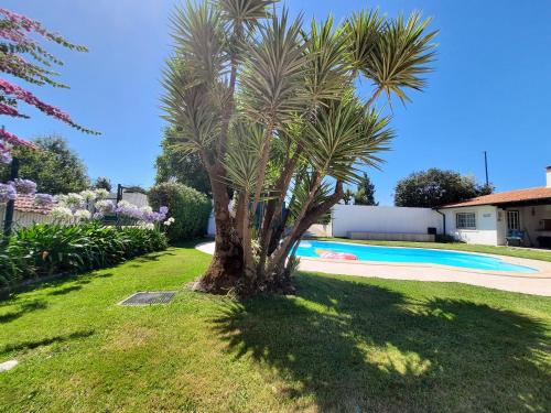 a palm tree in a yard next to a swimming pool at QM - Quinta da Morgadinha - Casa em Quinta Rural in Cabeços