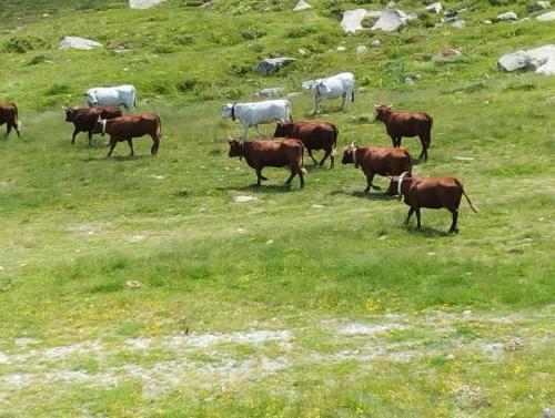 a herd of cows walking in a grassy field at Apto silencioso vistas a natura in Pas de la Casa