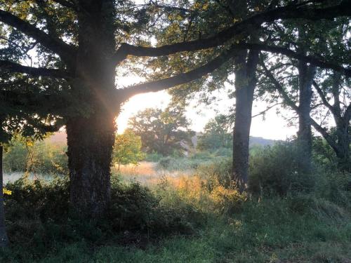 a sunset through a group of trees in a field at Domaine La Faix, Gite la Forestière in Saint-Plaisir