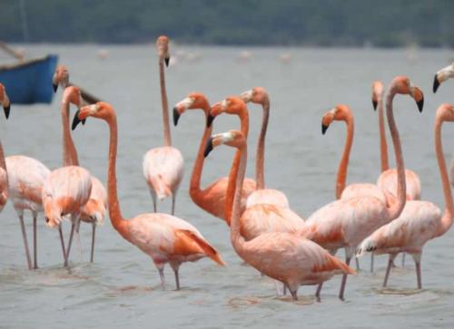 a group of pink flamingos standing in the water at Jiisot Hotel in Camarones