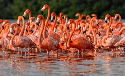 a flock of flamingos standing in the water at Jiisot Hotel in Camarones
