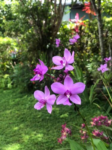 a group of purple flowers in a garden at Gamage Stay Madiha in Matara