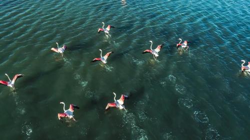 un groupe de flamants roses nageant dans l'eau dans l'établissement Cabane ELECTRE Aigues-Mortes, à Aigues-Mortes
