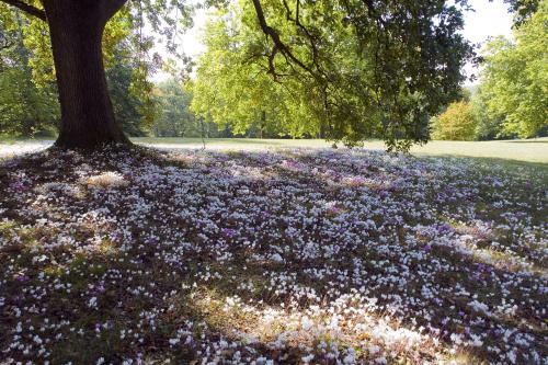 a field of purple flowers under a tree at Domaine de la Tortinière in Montbazon