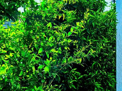 a tree filled with lots of green leaves at Cozy, Fully Equipped, Free parking&Wifi, Quiet, 2BD in Podgorica