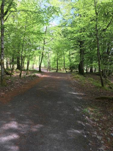 a dirt road in the middle of a forest at The Plain View in Boyle
