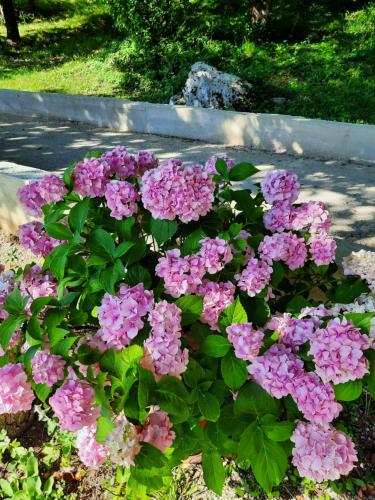 a bunch of pink flowers in a garden at Ruralna kuća za odmor Marta in Otočac