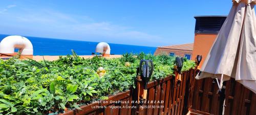 un jardín con tomates y una sombrilla en el balcón en La Perla Negra, en Malpica de Bergantiños
