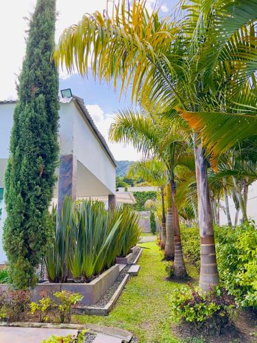 a row of palm trees in front of a building at Lago Calima Bliss: Secret Garden Paradise in Darien in Darién