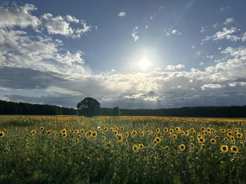a field of sunflowers under a cloudy sky at Urlaub auf dem Land in Triepkendorf