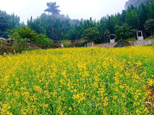 a field of yellow flowers in a field at homestay phô núi suôi giang in Yên Bái