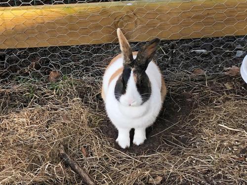 a black and white rabbit sitting in a cage at 5 star holiday home in Grindsted-By Traum in Grindsted