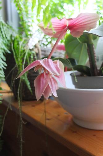 a pink flower on a table next to a bowl of plants at Muskátli Vendégház in Szeged