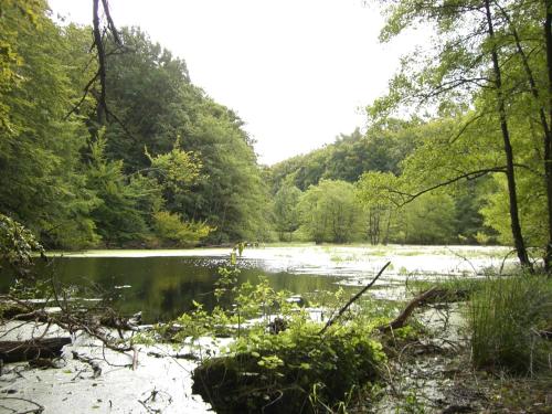 a river in the middle of a forest at Appartementhaus Sonnenbad App 04 in Sassnitz