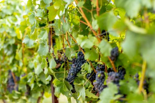 a bunch of black grapes hanging from a tree at Valverde Santar Hotel & SPA - Relais & Châteaux in Santar