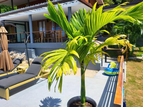 a palm tree in a pot on a patio at Lost paradise 2 in Hinkong