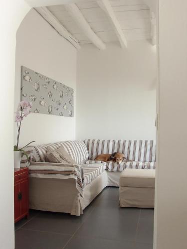 a dog sitting on a couch in a living room at Luxury Easy Living in Framura in Framura