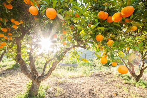 two orange trees with the sun shining through them at Calabrialcubo Agriturismo in Nocera Terinese