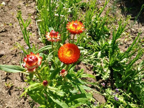 a group of orange flowers in the dirt at CASA DA VOVÓ CÉU - Casa de Campo Gandaresa - Country House, entre COIMBRA e AVEIRO, a 15 minutos carro Praia Mira - Quintal com piscina insuflável in Cantanhede