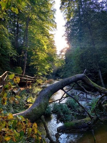 a tree branch laying on the side of a river at Apartament Graal Roztocza in Rebizanty