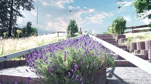 a bunch of purple flowers next to some stairs at Ringhaus - Home of Silver Arrows in Nürburg