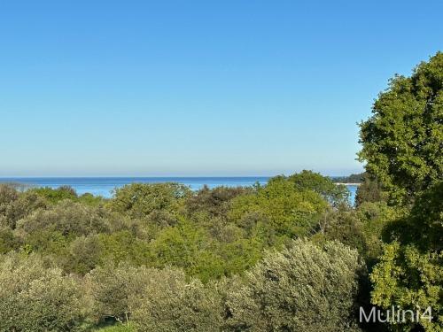 una vista del océano a través de los árboles en Vala Apartments - Helvetia Rovinj en Rovinj