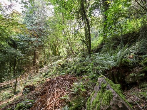 a trail in a forest with trees and plants at Trem Y Don in Dolgarrog