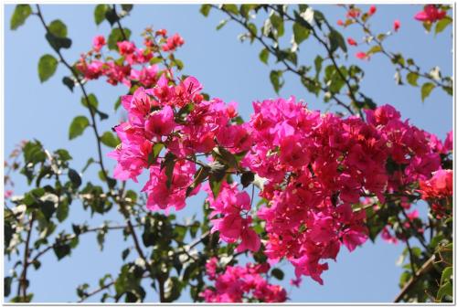 a bunch of pink flowers on a tree at B&B La Porta D'Oriente in Martano