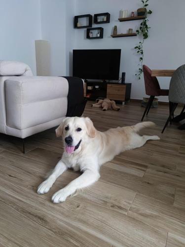 Un perro tumbado en el suelo de una sala de estar. en Stanza a Saint Paul Bay, en St Paul's Bay