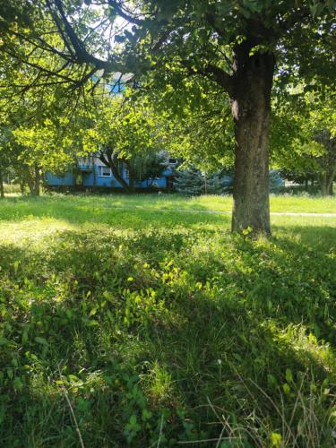 Κήπος έξω από το APARTAMENT MAGNOLIA