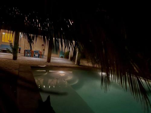 un gato sentado junto a una piscina por la noche en Pixan Telchac Puerto 4 habitaciones y alberca, en Telchac Puerto
