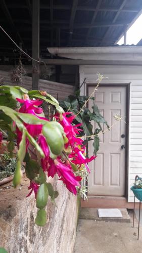 a plant in a stone planter in front of a door at Historia y comodidad in Valparaíso