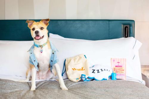 a dog sitting on top of a bed at Canopy By Hilton Charlotte SouthPark in Charlotte