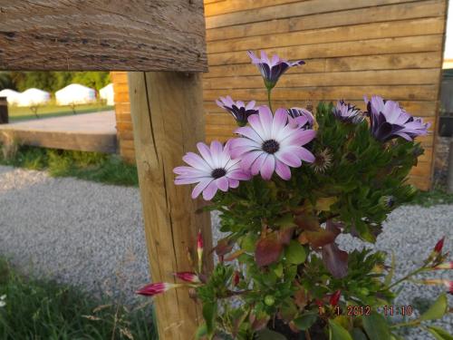 Gallery image of Camping Les insolites de la Baie in Longroy
